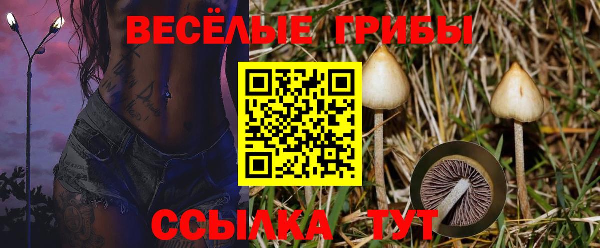Галлюциногенные грибы GOLDEN TEACHER  Псилоцибиновые грибы Psilocybine cubensis  Вход с VPN  Лабинск 